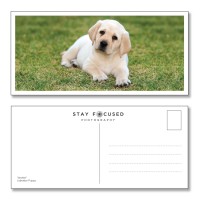 Postcard Dog